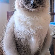 Snowball is registered to the contest to win money with this photo: cat, ragdoll, blue_eyes, fluffy, long_hair, fur, sitting, portrait, indoor, table, paws, whiskers, close_up, pet, domestic_animal, soft_lighting, ears, face, muzzle, living_room