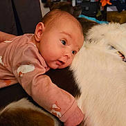 Alaina joined the competition — help win amazing prizes! animal, baby, child, closeup, comfortable, couch, cozy, curious, dog, face, fur, home, indoor, infant, mammal, pet, pink_clothing, portrait, resting, young