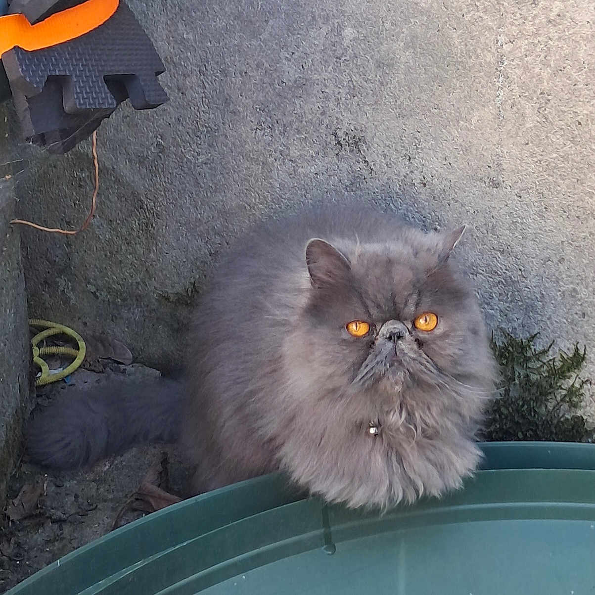 Shoubidou a rejoint le concours — aidez-le/la à gagner de superbes lots ! angora, animal, architecture, blackcat, building, cat, grass, insect, invertebrate, kitten, mantis, manx, outdoors, pet, plant, pottedplant, road, slate, soil, toy