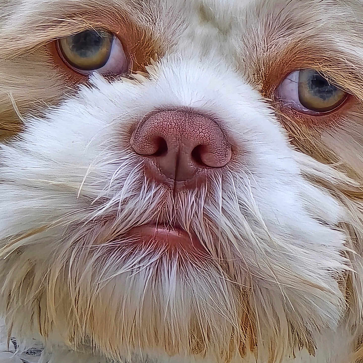 Benny joined the competition — help win amazing prizes! affenpinscher, animal, bodypart, canine, cockerspaniel, dog, face, head, mouth, person, pet, photography, poodle, portrait, puppy, sleeping, snout, teeth, terrier, whitedog