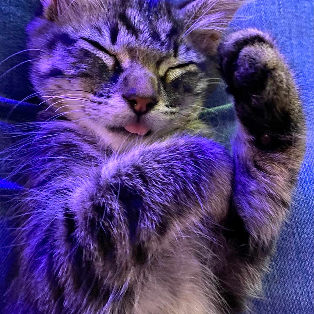 Lila participe au concours pour gagner de l'argent avec cette photo : animal, cat, closeup, cozy, cute, ears, feline, fur, indoor, jeans, kitten, napping, paw, pet, purple_light, relaxing, sleeping, tabby, tongue, whiskers