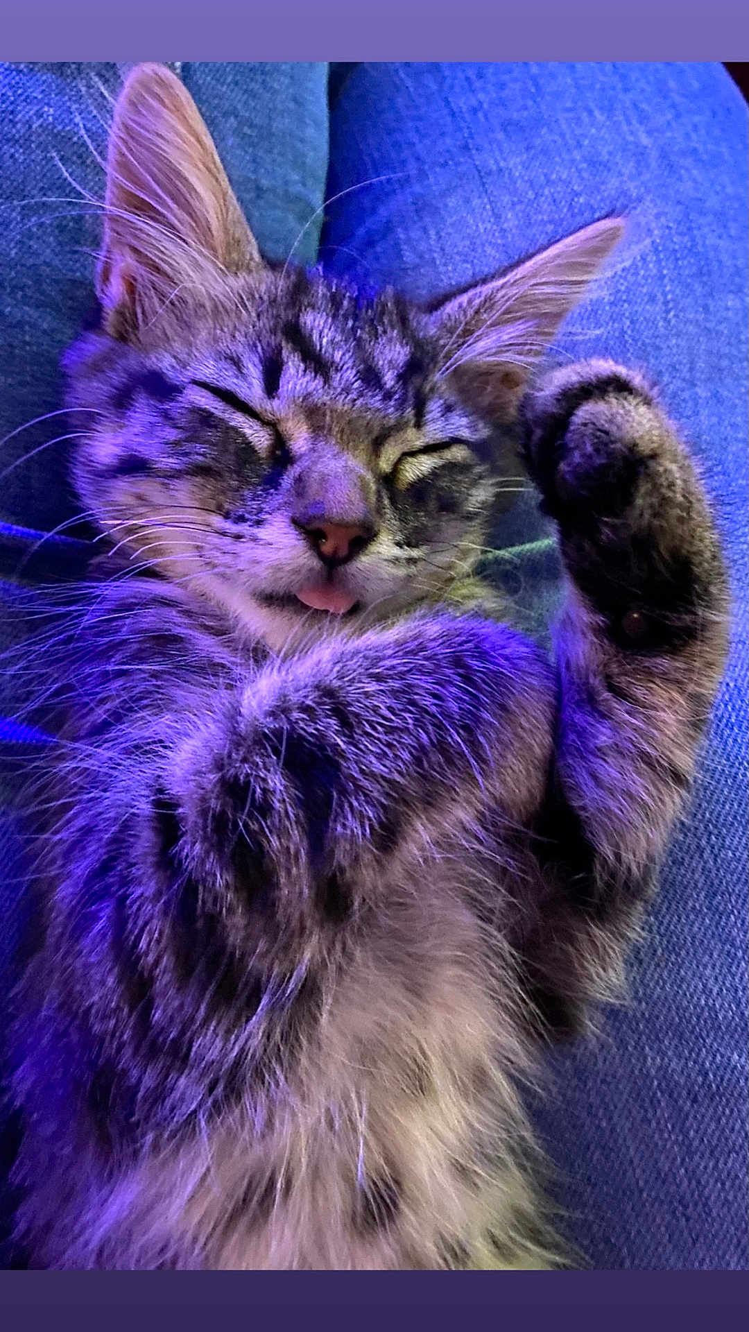 Lila participe au concours pour gagner de l'argent avec cette photo : kitten, cat, sleeping, fur, tabby, paw, tongue, closeup, animal, cute, pet, relaxing, purple_light, indoor, cozy, feline, whiskers, ears, napping, jeans