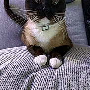 Amarilla joined the competition — help win amazing prizes! alert, animal, cat, closeup, collar, curious, cute, domestic, feline, fur, gray, indoor, looking_up, paws, pet, siamese, sitting, texture, whiskers, wide_eyes