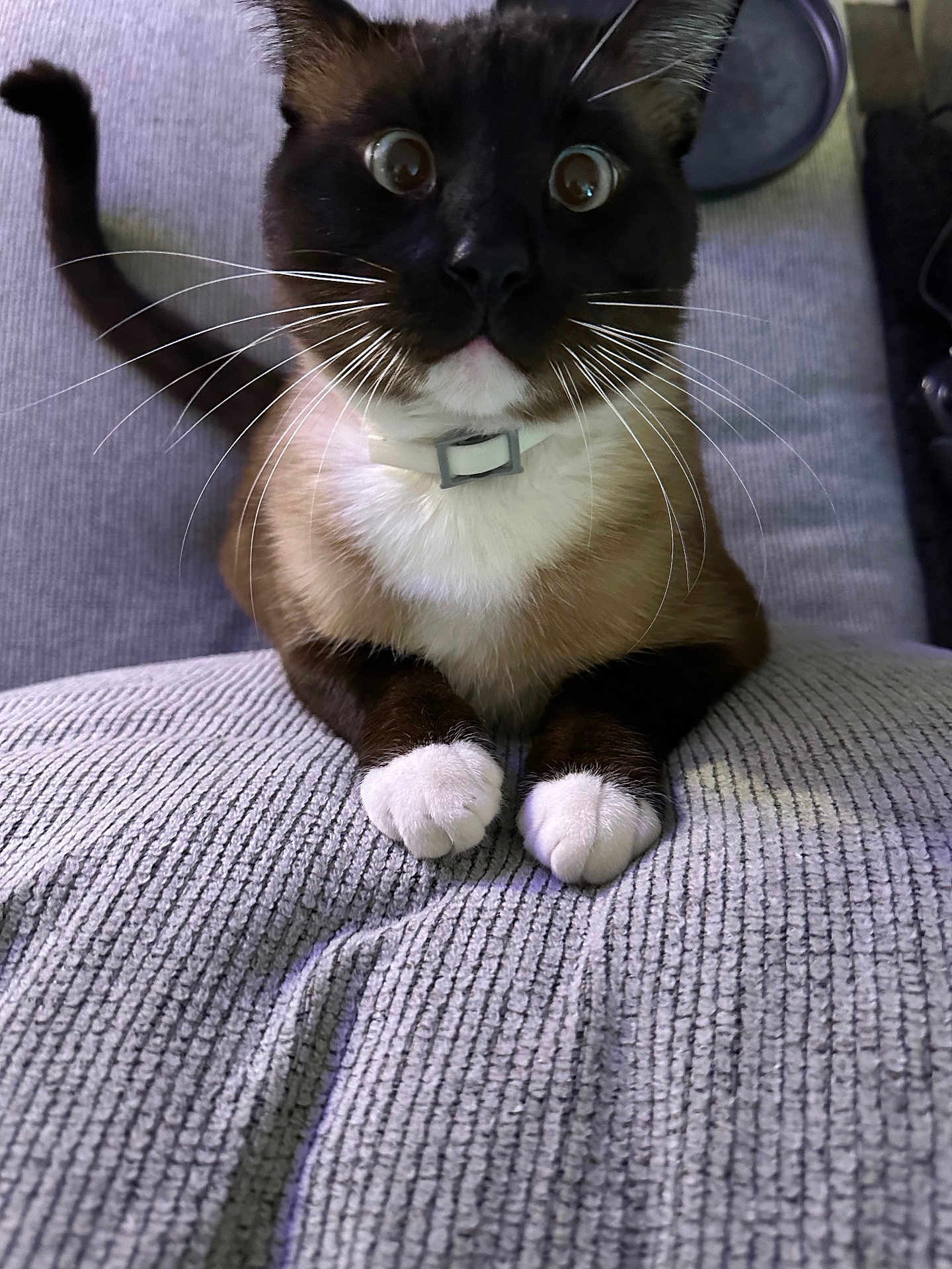 Amarilla