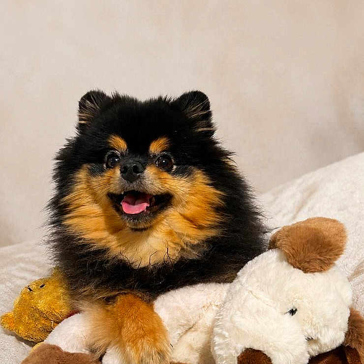 Winnie a rejoint le concours — aidez-le/la à gagner de superbes lots ! dog, puppy, fluffy, black_and_tan, small_breed, pet, animal, stuffed_animal, plush_toy, bed, bedding, indoors, portrait, sitting, lying_down, happy, open_mouth, tongue, cuddling, soft
