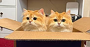 Neko joined the competition — help win amazing prizes! animal, cardboard_box, carpet, cat, cats, close_up, curious, cute, domestic_cat, dresser, eyes, fluffy_cat, furniture, home, indoor, orange_cat, pet, pets_in_box, two_animals, whiskers