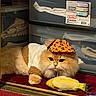 animal, cat, costume, cozy, cute, domestic, fluffy, folded_clothes, furniture, hat, indoor, orange, orange_cat, pet, plastic_drawers, playful, red_carpet, resting, sleepy, toy_fish