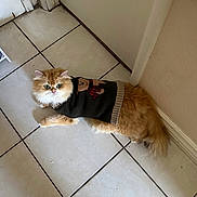 Neko joined the competition — help win amazing prizes! cat, orange_cat, white_cat, fluffy_cat, sweater, clothing, tiled_floor, indoor, pet, cute, animal, curious, wide_eyes, door, corner, resting, feline, cozy, domestic, looking_up