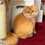 Mimi is registered to the contest to win money with this photo: cat, orange_cat, fluffy, pet, indoor, carpet, scratching_post, feline, animal, curious, sitting, home, box, furniture, cute, whiskers, tail, fur, domestic, eyes