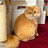 cat, orange_cat, fluffy, pet, indoor, carpet, scratching_post, feline, animal, curious, sitting, home, box, furniture, cute, whiskers, tail, fur, domestic, eyes