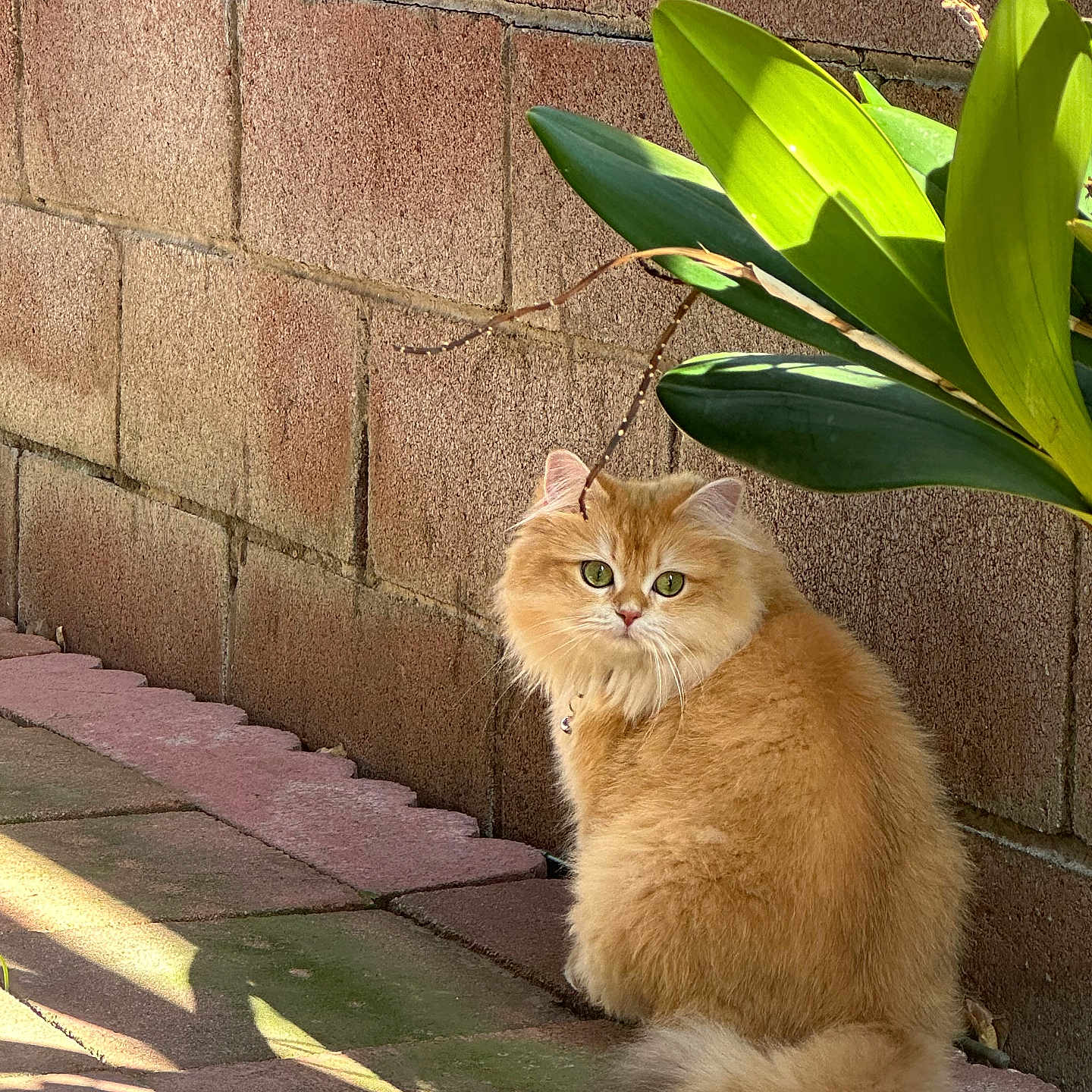Mimi is registered to the contest to win money with this photo: cat, ginger_cat, fluffy, green_eyes, plant, leaves, brick_wall, pavement, outdoor, sunlight, shadow, pet, feline, nature, calm, sitting, cute, animal, fur, closeup