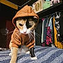 Piper is registered to the contest to win money with this photo: adult, animal, cat, closet, clothing, cupboard, face, furniture, head, hoodie, indoors, knitwear, male, person, pet, photography, portrait, sweater, sweatshirt, toy