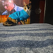 Piper is registered to the contest to win money with this photo: adult, animal, bed, bedroom, cat, clothing, computerhardware, electronics, furniture, hardware, indoors, knitwear, male, man, monitor, person, pet, screen, sweater, tv