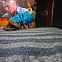 adult, animal, bed, bedroom, cat, clothing, computerhardware, electronics, furniture, hardware, indoors, knitwear, male, man, monitor, person, pet, screen, sweater, tv