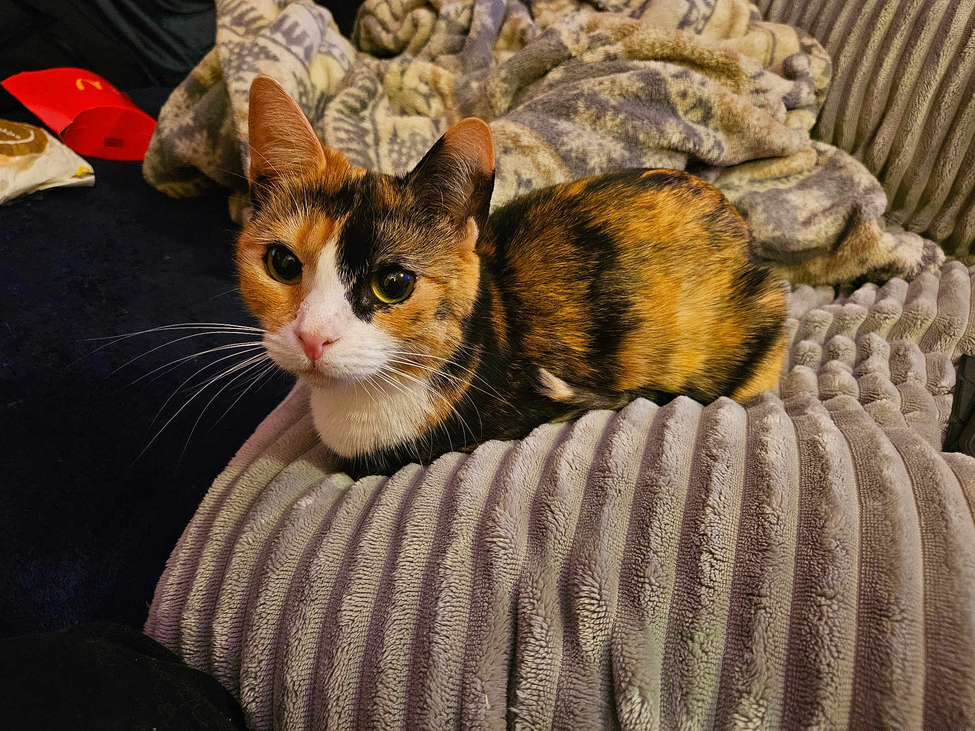 Piper