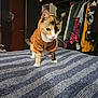 Piper joined the competition — help win amazing prizes! abyssinian, animal, baby, cat, closet, clothing, cupboard, face, furniture, head, indoors, interiordesign, knitwear, manx, pants, person, pet, photography, portrait, wood