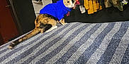 Piper joined the competition — help win amazing prizes! animal, bed, bedroom, canine, cat, clothing, dog, face, furniture, head, hound, indoors, interiordesign, pants, person, pet, photography, portrait, puppy, room