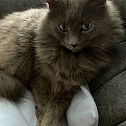 Smokey is registered to the contest to win money with this photo: cat, gray_cat, fluffy, pet, animal, indoor, cozy, blanket, couch, fur, relaxed, green_eyes, whiskers, paw, resting, cute, feline, mammal, domestic_cat, closeup