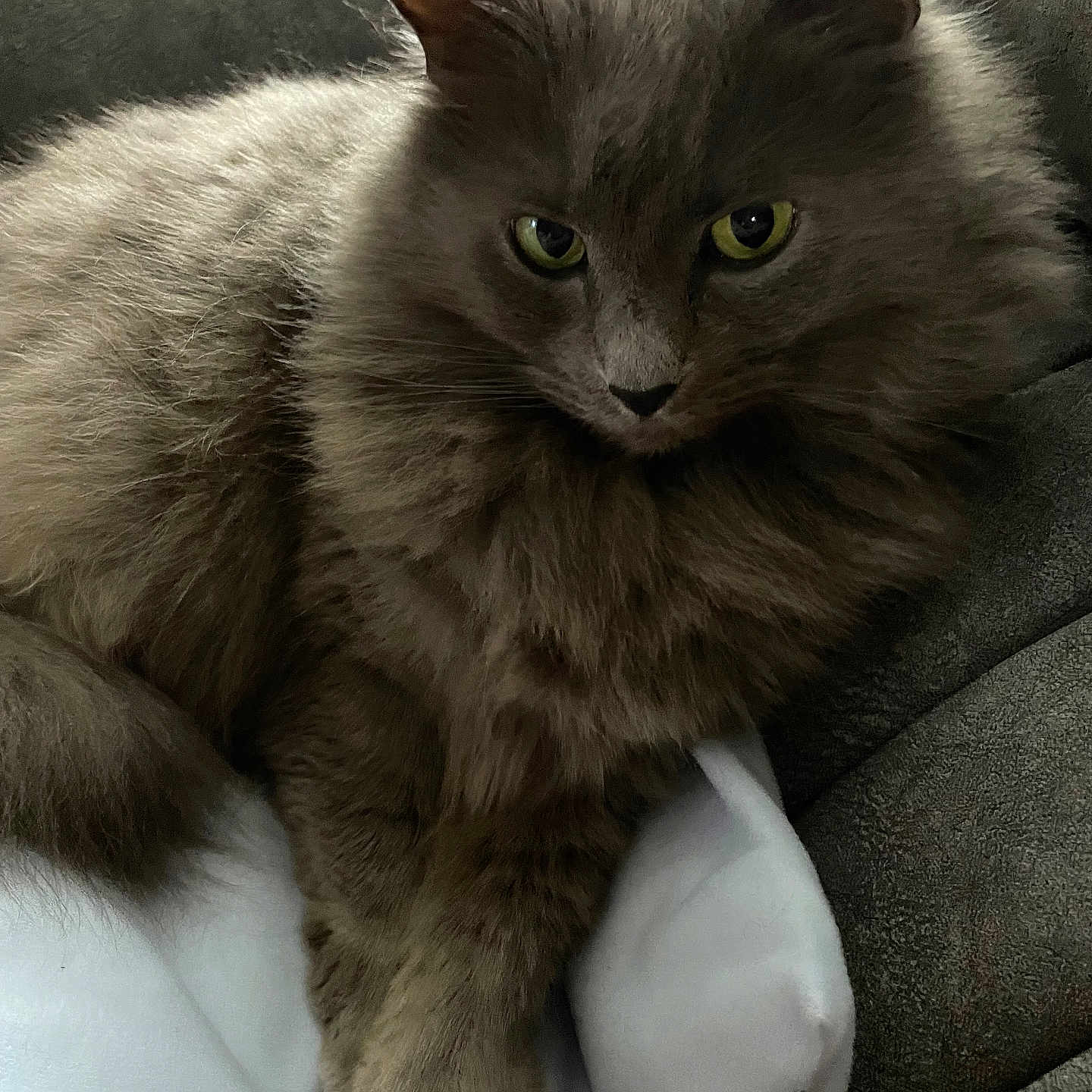 Smokey is registered to the contest to win money with this photo: animal, blanket, cat, closeup, couch, cozy, cute, domestic_cat, feline, fluffy, fur, gray_cat, green_eyes, indoor, mammal, paw, pet, relaxed, resting, whiskers