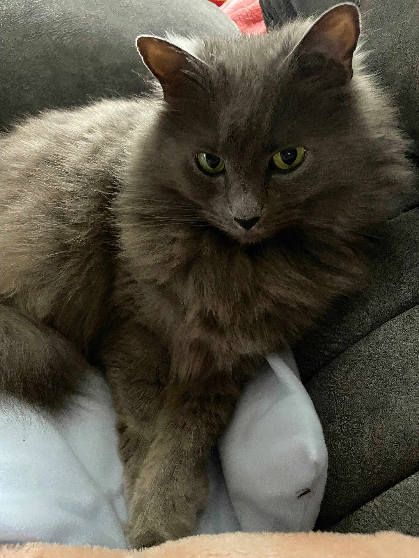Smokey