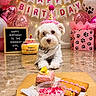 balloons, banner, birthday, birthday_party, cake, celebration, cute, decorations, dog, festive, floor, gift_bag, indoor, party_hat, paw_prints, pet, pink, sign, treats, white_dog