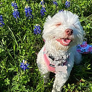 Marshmallow is registered to the contest to win money with this photo: dog, white_dog, happy, smiling, grass, blue_flowers, outdoor, sunlight, nature, pet, fluffy, small_dog, harness, spring, greenery, cute, animal, joyful, garden, flora