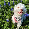 dog, white_dog, happy, smiling, grass, blue_flowers, outdoor, sunlight, nature, pet, fluffy, small_dog, harness, spring, greenery, cute, animal, joyful, garden, flora