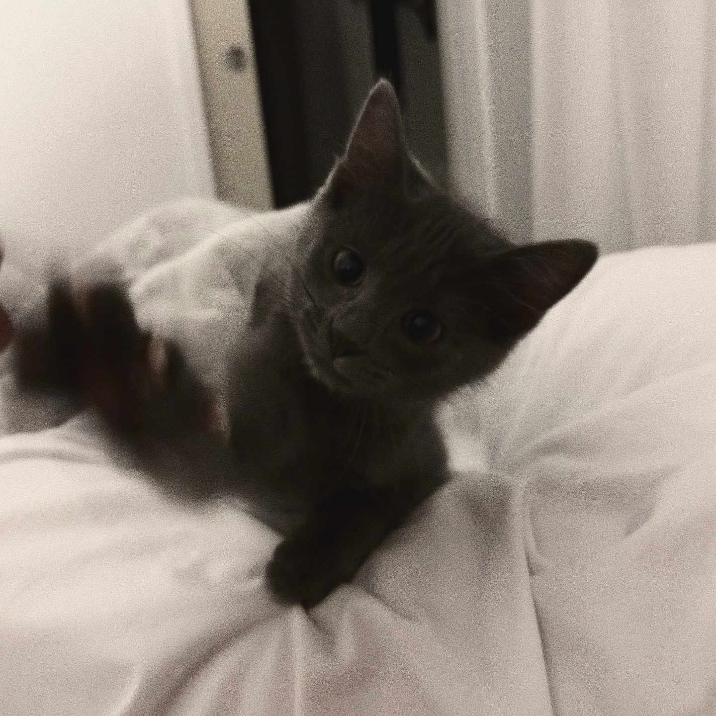 Arbis a rejoint le concours — aidez-le/la à gagner de superbes lots ! animal, bed, blurred_motion, cat, cozy, curious, cute, ears, feline, fur, indoor, kitten, paw, pet, playful, resting, soft_light, whiskers, white_bedding, young_cat