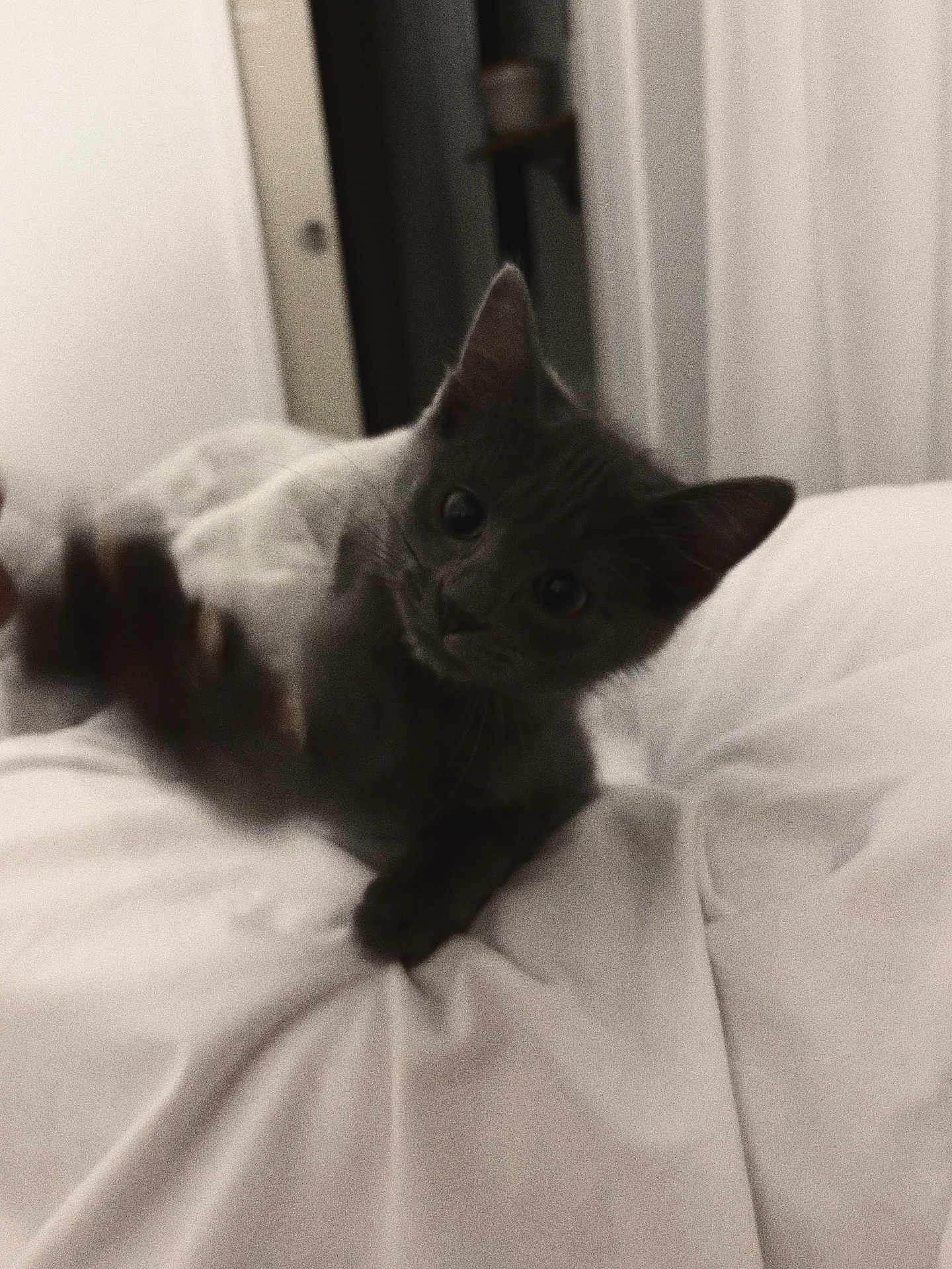 Arbis a rejoint le concours — aidez-le/la à gagner de superbes lots ! kitten, cat, pet, indoor, bed, white_bedding, paw, curious, playful, feline, animal, soft_light, blurred_motion, cozy, young_cat, cute, fur, whiskers, ears, resting