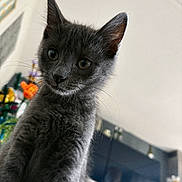 Arbis a rejoint le concours — aidez-le/la à gagner de superbes lots ! gray_cat, kitten, indoor, curious, whiskers, close_up, pet, feline, young_cat, animal, domestic_cat, soft_fur, cute, eyes, portrait, household, flower, background_blur, cozy, small_pet