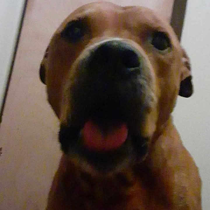 Bruno is registered to the contest to win money with this photo: animal, blurred, brown_dog, canine, close_up, companion, cute, dog, domestic_animal, ears, face, furry, head, indoor, looking_at_camera, low_light, pet, portrait, snout, tongue_out