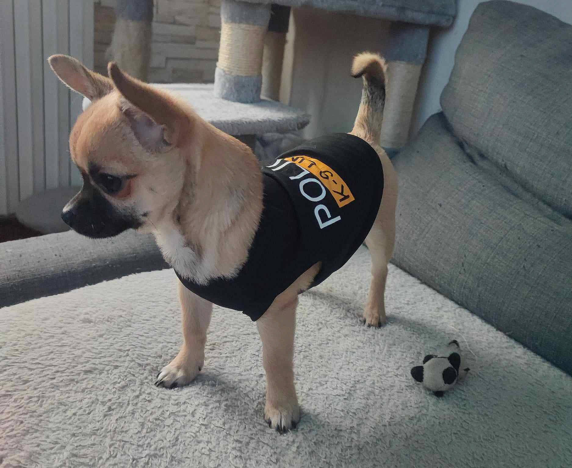 Abby participe au concours pour gagner de l'argent avec cette photo : canidae, carnivore, collar, companion_dog, couch, dog, dog_breed, dog_supply, fashion_accessory, fawn, flooring, fur, grey, pet_supply, snout, sporting_group, tail, terrestrial_animal, toy_dog, working_animal