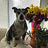 Bruty is registered to the contest to win money with this photo: dog, indoor, couch, flower_vase, flowers, potted_plant, window, curtains, wooden_table, pet, black_and_white, sitting, plant, living_room, cozy, natural_light, colorful, domestic_animal, houseplant, furniture