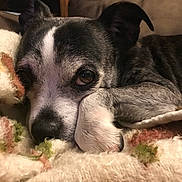 Bruty is registered to the contest to win money with this photo: dog, close_up, resting, blanket, cozy, sleepy, pet, fur, black_and_white, indoor, cute, animal, face, nostalgic, comfort, relaxed, portrait, paw, warm, snuggle
