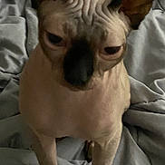 Brutie is registered to the contest to win money with this photo: cat, sphynx_cat, hairless, pet, animal, portrait, sitting, bed, blanket, bedding, indoors, bedroom, large_ears, wrinkled_forehead, blue_eyes, short_hair, front_view, funny_expression, domestic_animal, photography