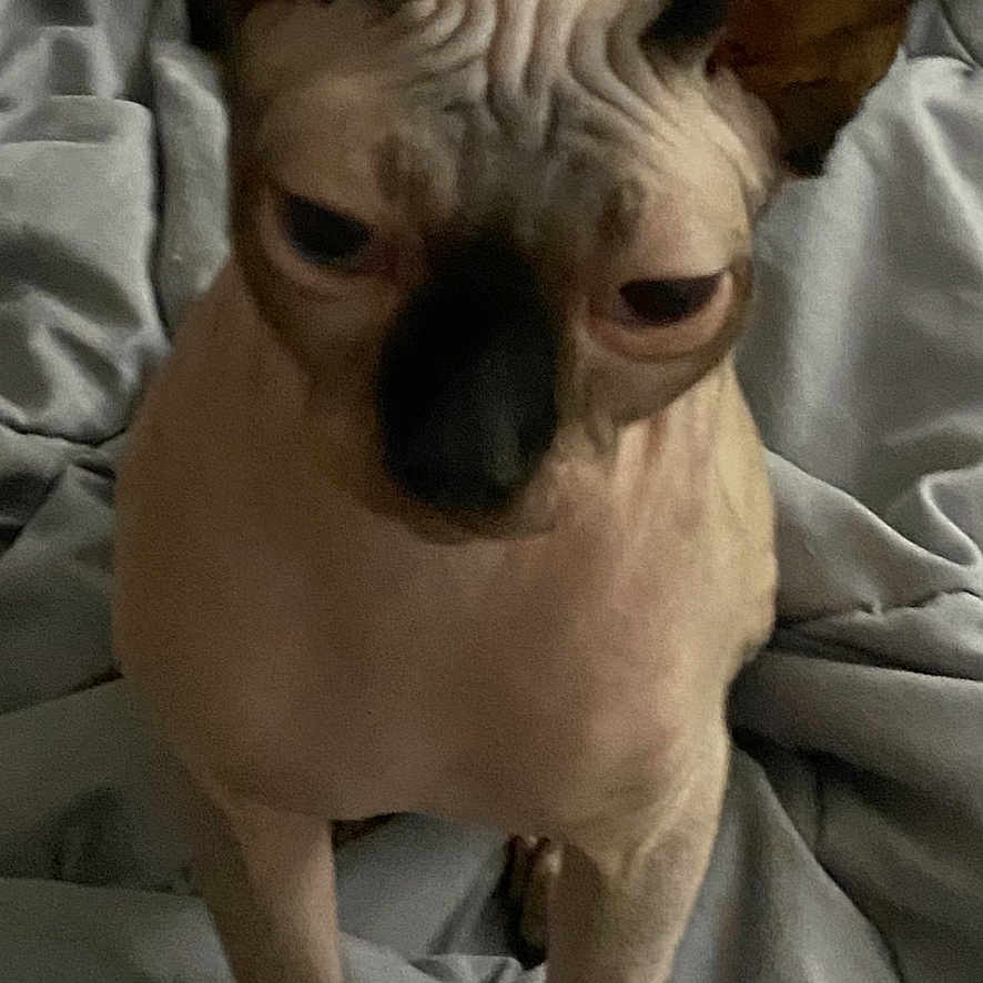 Brutie