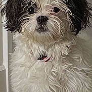 Izzy is registered to the contest to win money with this photo: dog, pet, indoor, fluffy, black_and_white, curly_fur, carpet, collar, portrait, animal, cute, small_dog, furry, companion, looking, alert, indoors, domestic, friendly, mammal