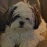 Izzy joined the competition — help win amazing prizes! dog, puppy, fluffy, white, brown, leather_couch, pet, indoor, cute, resting, fur, animal, companion, small_dog, relaxed, home, cozy, sitting, cute_pet, portrait