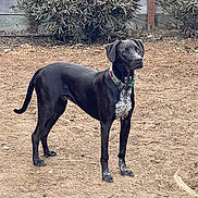 Winchester James is registered to the contest to win money with this photo: dog, black_dog, animal, pet, outdoor, standing, alert, collar, fur, canine, nature, yard, earth, plants, wooden_fence, ears, tail, paws, ground, daylight