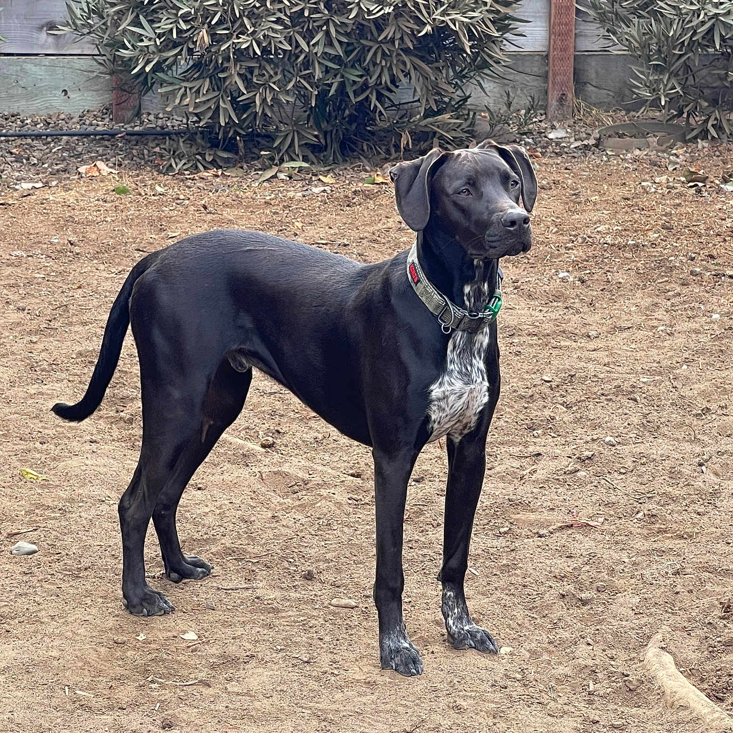 Winchester James is registered to the contest to win money with this photo: alert, animal, black_dog, canine, collar, daylight, dog, ears, earth, fur, ground, nature, outdoor, paws, pet, plants, standing, tail, wooden_fence, yard