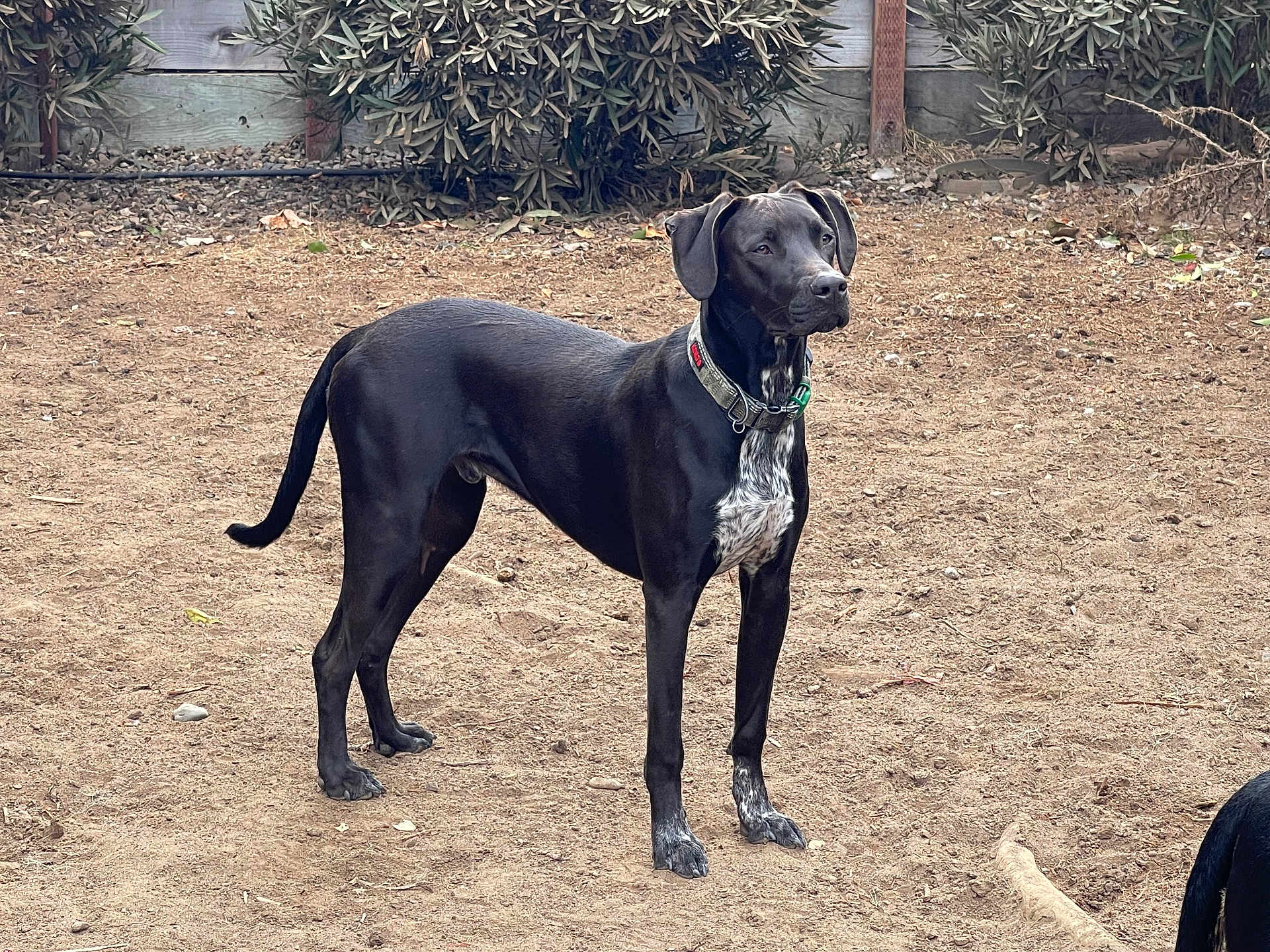 Winchester James is registered to the contest to win money with this photo: dog, black_dog, animal, pet, outdoor, standing, alert, collar, fur, canine, nature, yard, earth, plants, wooden_fence, ears, tail, paws, ground, daylight