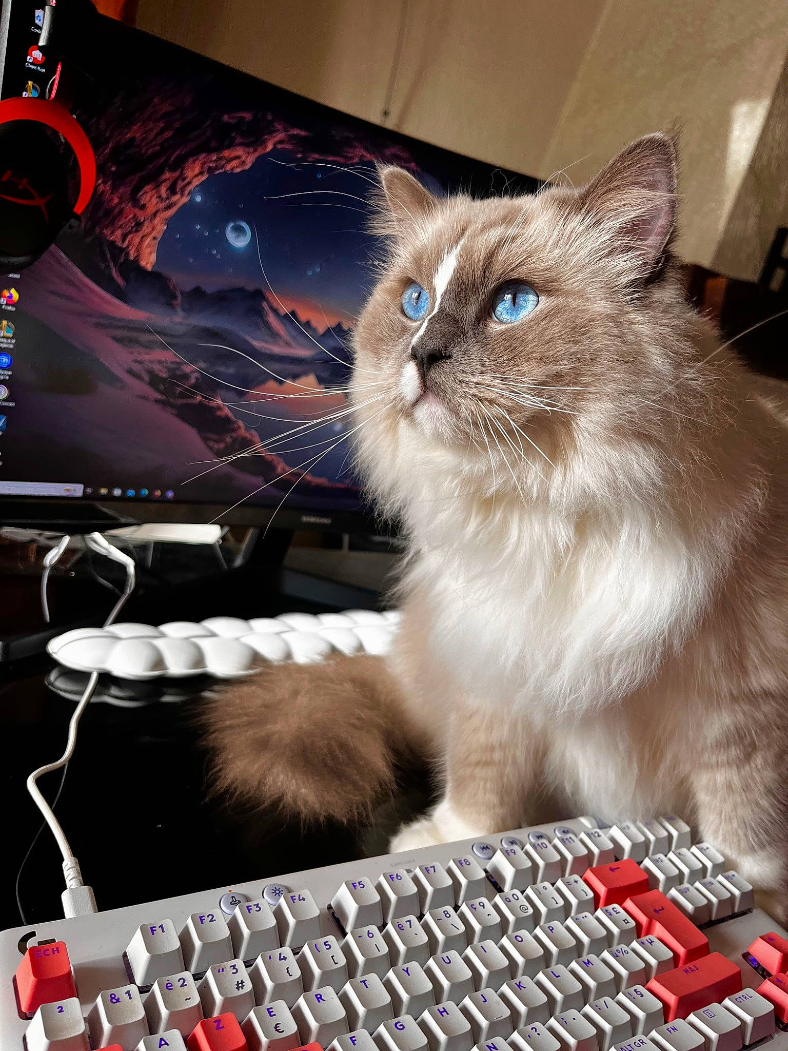 Twix participe au concours pour gagner de l'argent avec cette photo : box, carnivore, cat, computer, computer_hardware, computer_keyboard, computer_monitor, felidae, flat_panel_display, gadget, input_device, netbook, office_equipment, output_device, peripheral, personal_computer, small_to_medium_sized_cats, space_bar, touchpad, whiskers