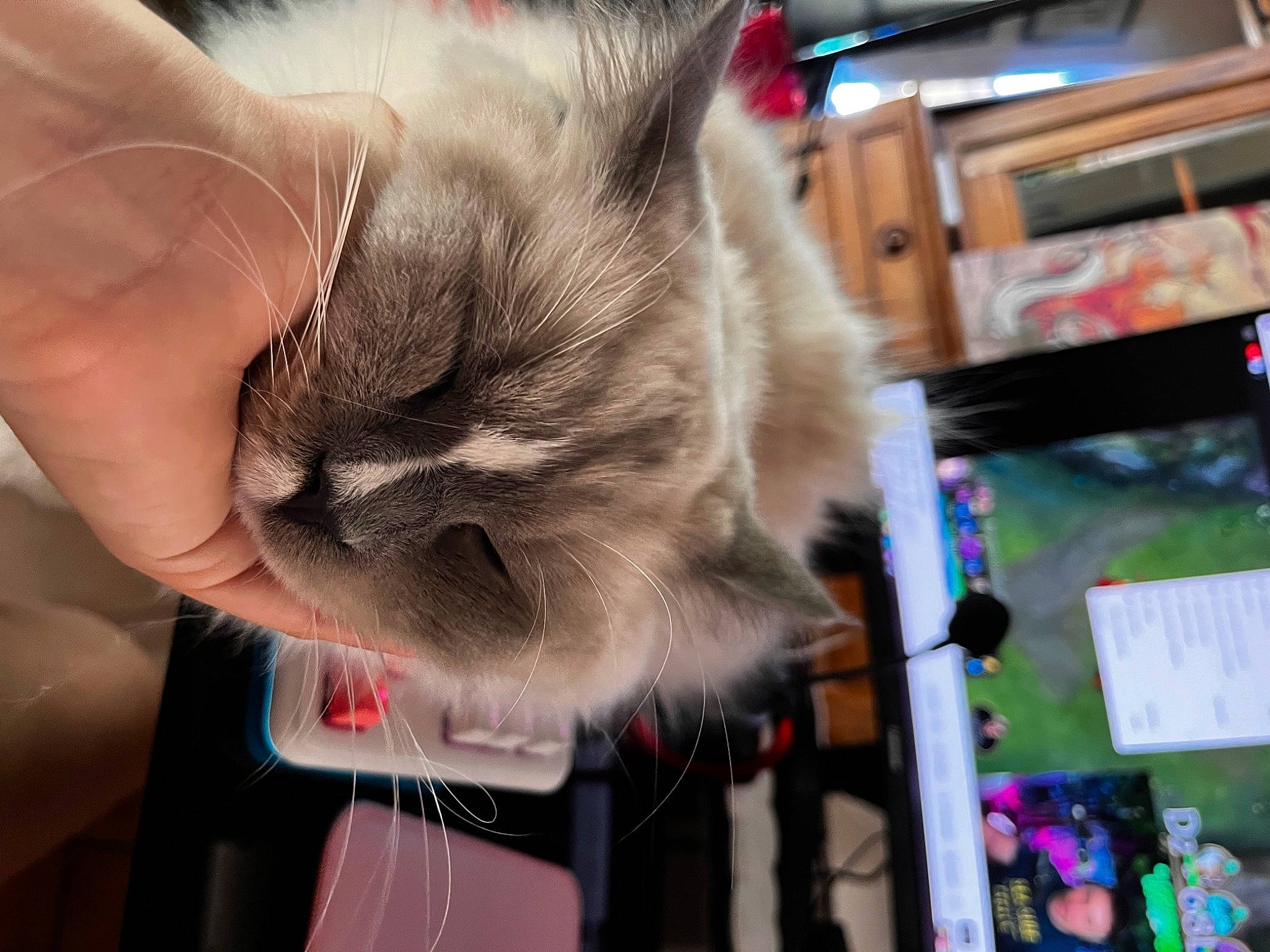 Twix participe au concours pour gagner de l'argent avec cette photo : box, cardboard, carnivore, cat, claw, collar, domestic_short_haired_cat, event, fawn, felidae, fur, paw, small_to_medium_sized_cats, snout, thai, whiskers