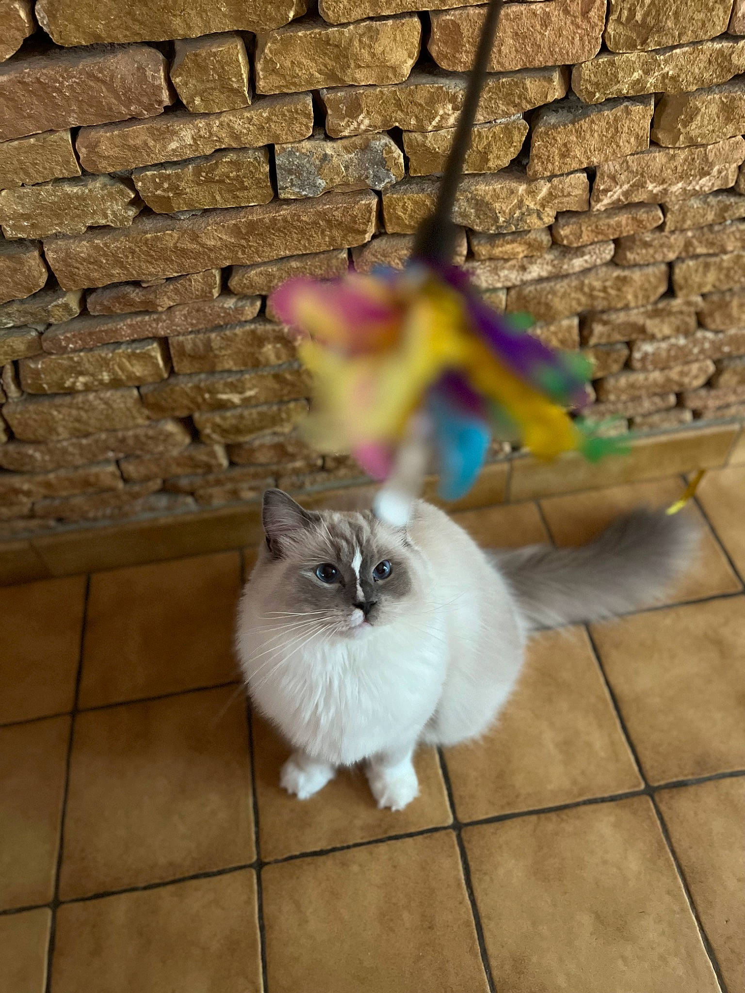 Twix a rejoint le concours — aidez-le/la à gagner de superbes lots ! art, brick, brickwork, building_material, carnivore, cat, companion_dog, concrete, fawn, felidae, flooring, fur, hardwood, mortar, road_surface, sidewalk, small_to_medium_sized_cats, tail, whiskers, wood