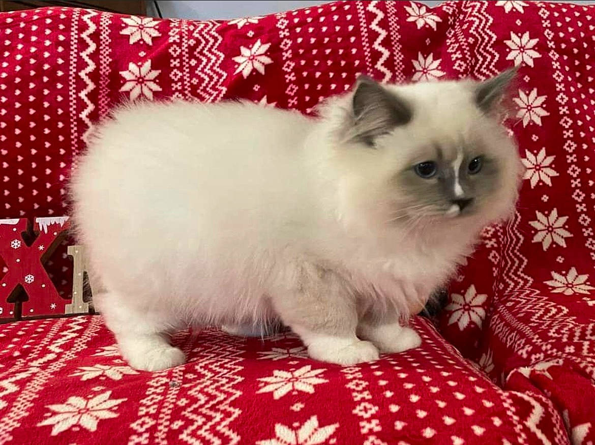 Twix a rejoint le concours — aidez-le/la à gagner de superbes lots ! birman, carnivore, cat, comfort, fawn, felidae, fur, pattern, paw, plant, ragdoll, rectangle, red, small_to_medium_sized_cats, snout, tail, terrestrial_animal, whiskers, white