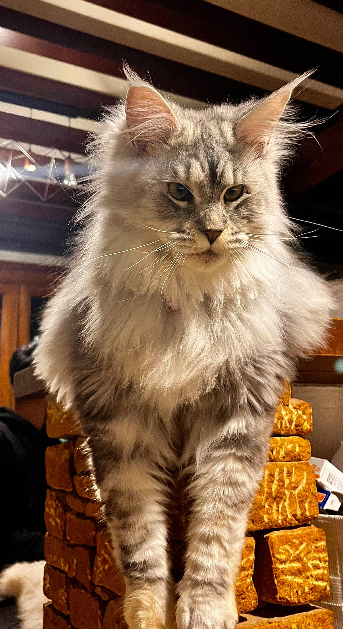 Taylor participe au concours pour gagner de l'argent avec cette photo : british_longhair, carnivore, cat, claw, event, felidae, fur, maine_coon, small_to_medium_sized_cats, snout, tail, terrestrial_animal, whiskers