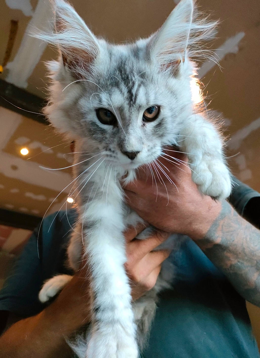 Taylor a rejoint le concours — aidez-le/la à gagner de superbes lots ! carnivore, cat, claw, comfort, domestic_short_haired_cat, ear, eye, fawn, felidae, fur, gesture, hand, iris, nail, paw, small_to_medium_sized_cats, snout, tail, whiskers