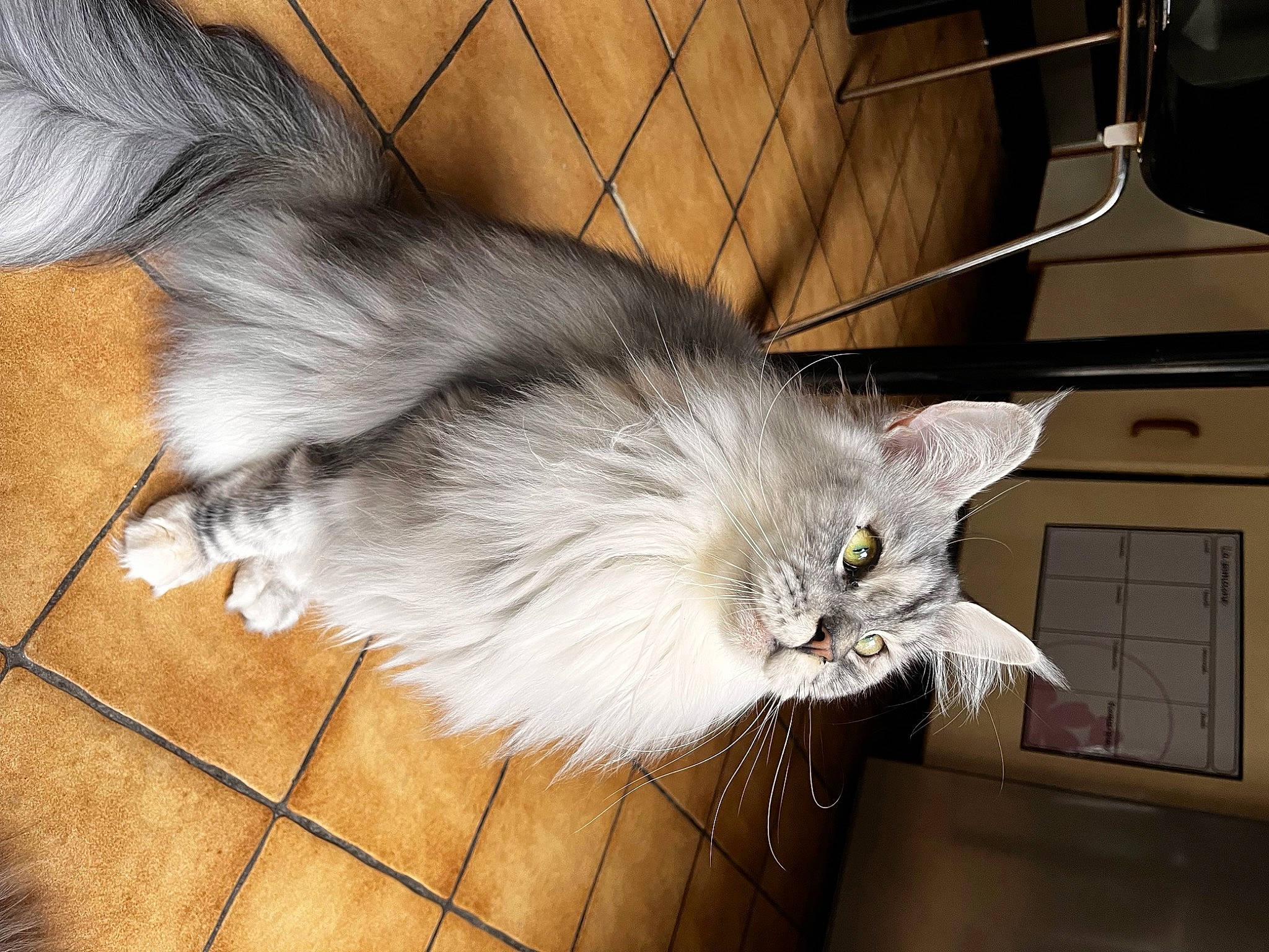 Taylor participe au concours pour gagner de l'argent avec cette photo : british_longhair, carnivore, cat, claw, comfort, domestic_short_haired_cat, fawn, felidae, flooring, fur, grey, hardwood, paw, pet_supply, small_to_medium_sized_cats, tail, whiskers, window