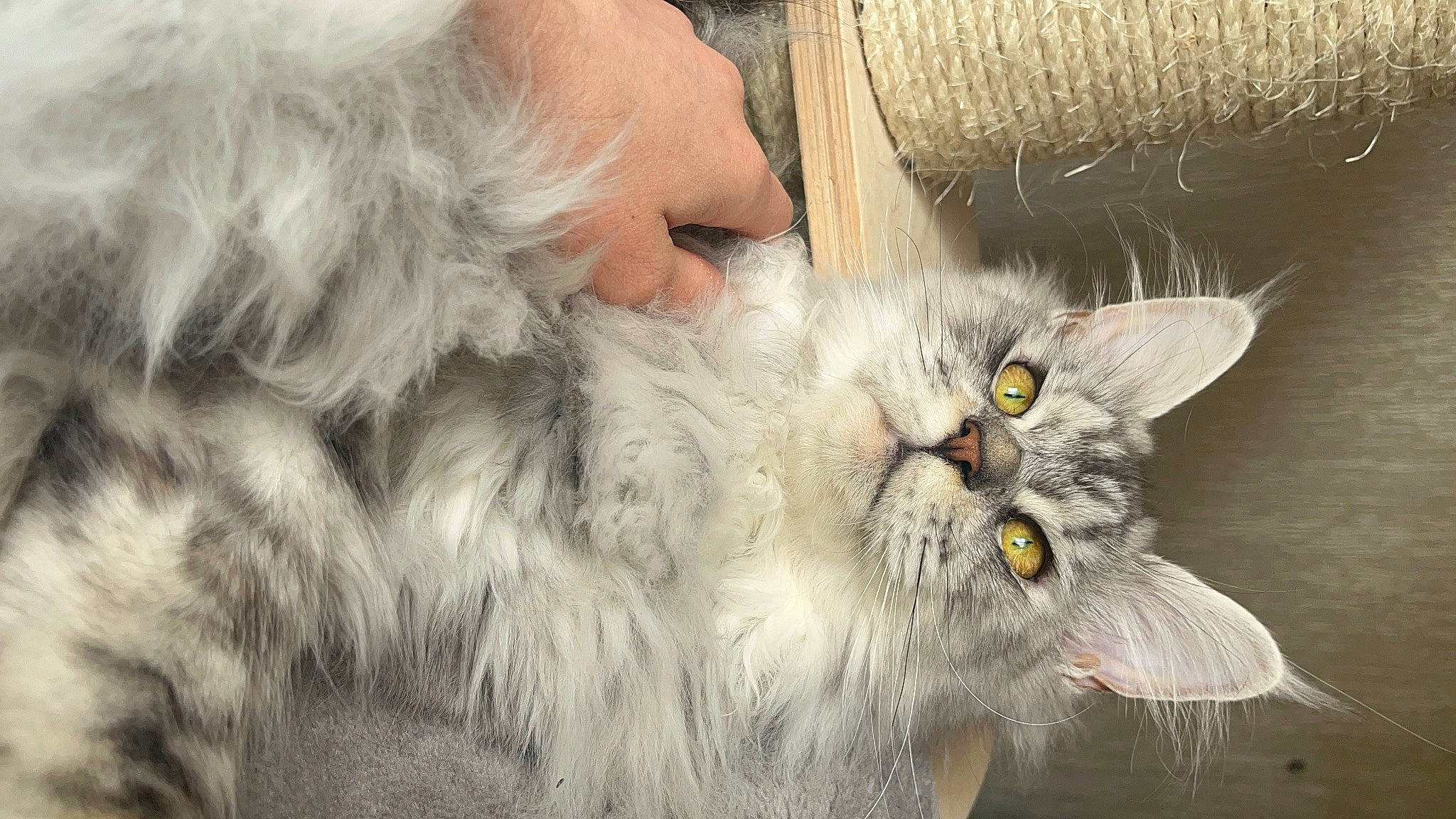 Taylor a rejoint le concours — aidez-le/la à gagner de superbes lots ! british_longhair, carnivore, cat, claw, domestic_short_haired_cat, felidae, fur, gesture, paw, persian, plant, small_to_medium_sized_cats, snout, tail, terrestrial_animal, whiskers