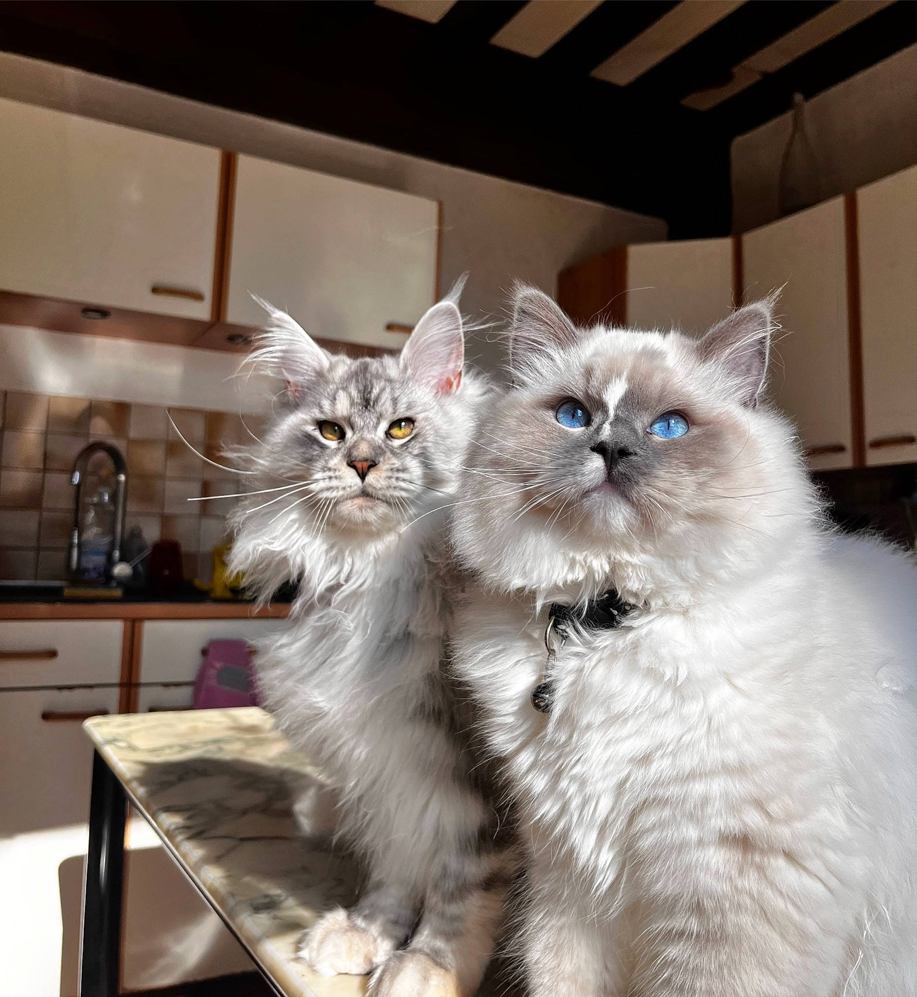 Taylor participe au concours pour gagner de l'argent avec cette photo : british_longhair, cabinetry, carnivore, cat, comfort, countertop, cupboard, electric_blue, felidae, fur, glass, kitchen, kitchen_appliance, small_to_medium_sized_cats, snout, table, tail, tap, terrestrial_animal, whiskers